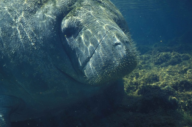 manatee, marine, animals