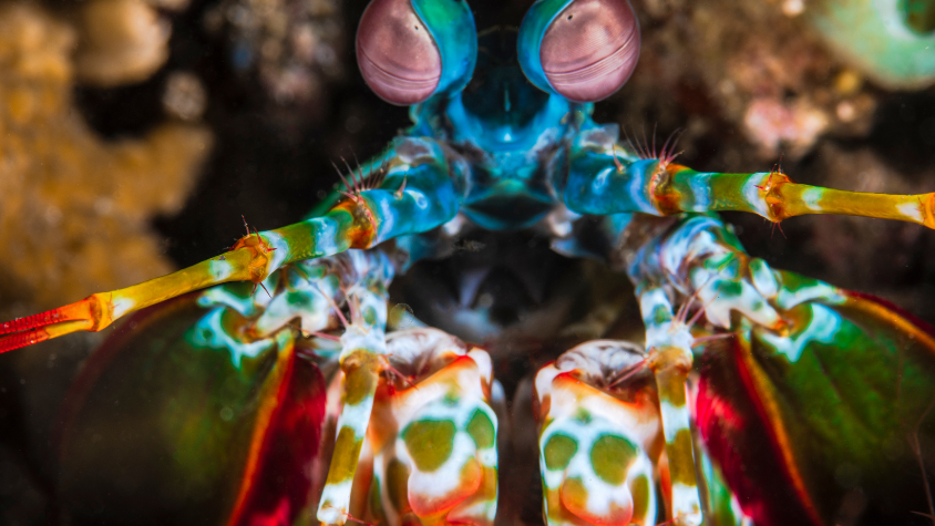 mantis shrimp, Pulau weh, indonesia