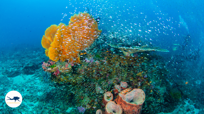 Aerial view of the coral reefs in the Andaman Sea