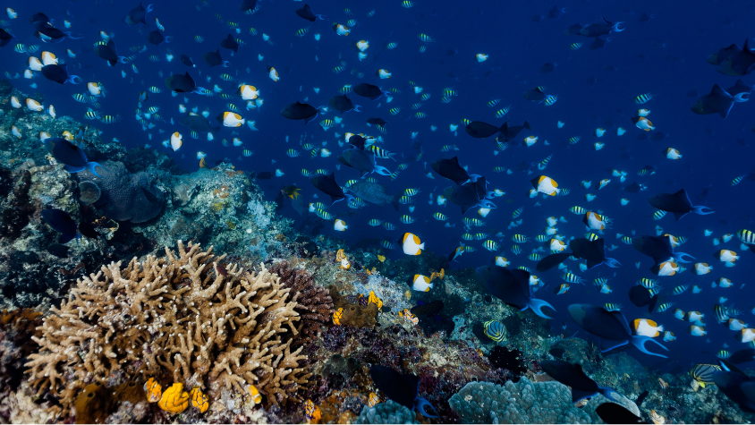 Bunaken Marine Park