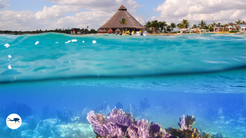 A stunning underwater view of the Mesoamerican Barrier Reef, perfect for Mexico diving enthusiasts.