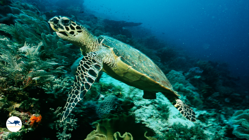 Scuba divers swimming among colourful soft corals and reef fish in Raja Ampat