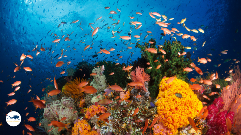 Diving Raja Ampat 3