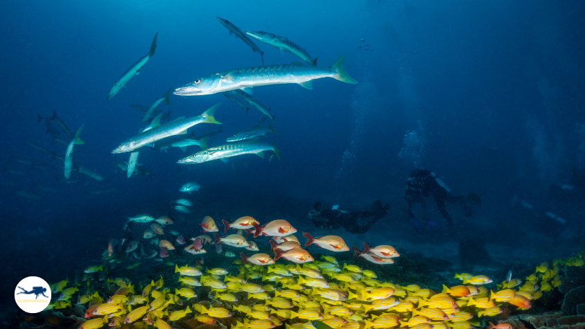 Scuba divers swimming among whale sharks in Raja Ampat