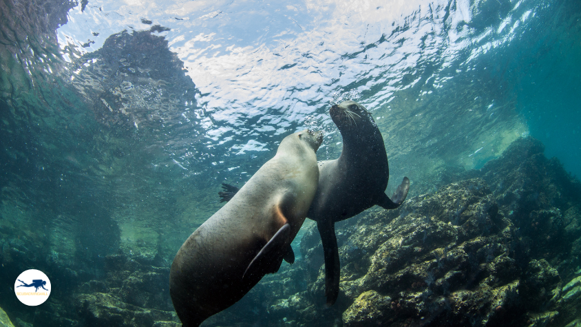 La Paz's Sea Lion Interaction