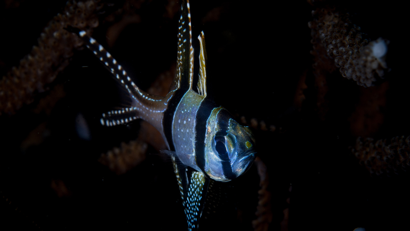 Lembeh Strait