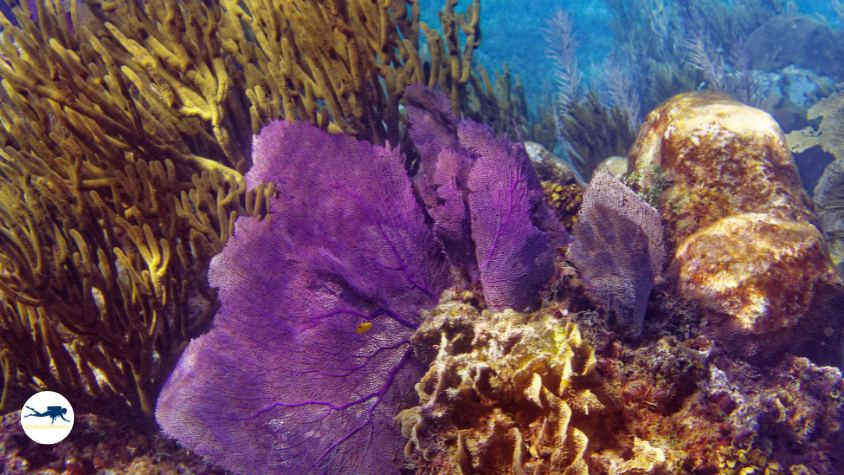 Scuba divers exploring colorful coral reefs in Mexico