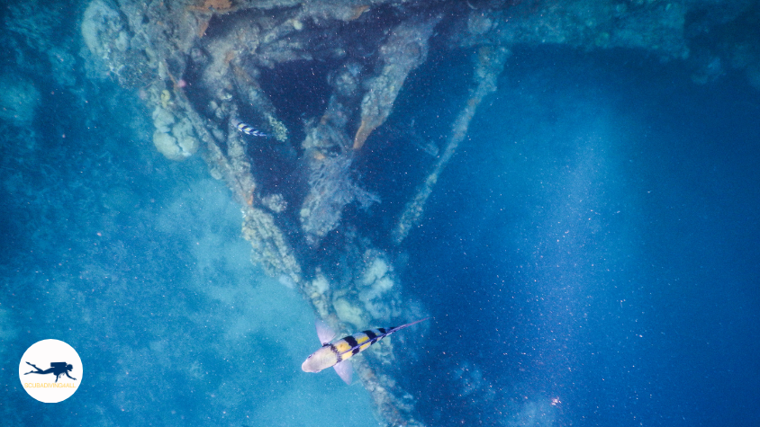 Philippines Coron Skeleton wreck Underwater