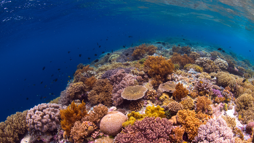 Reef of Wakatobi