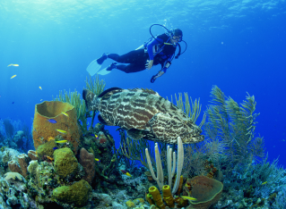 Scuba diver exploring the underwater world