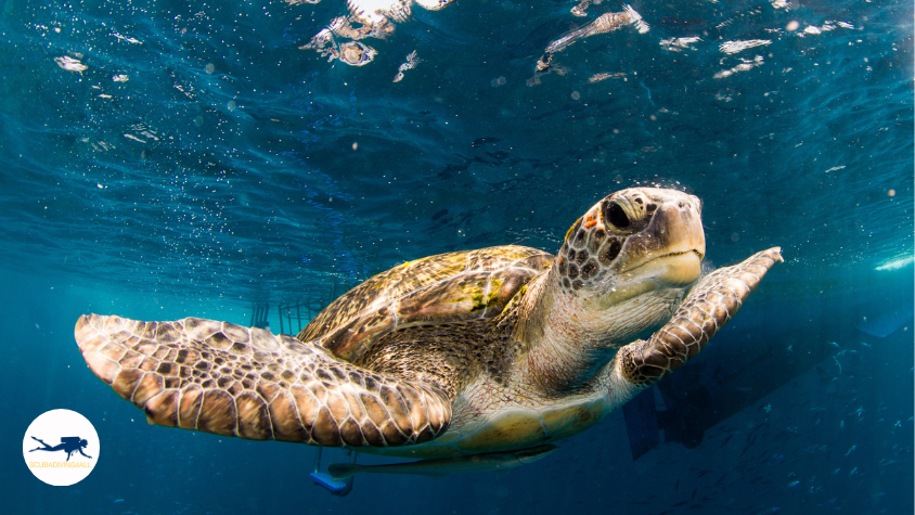 Similan Sea Turtle