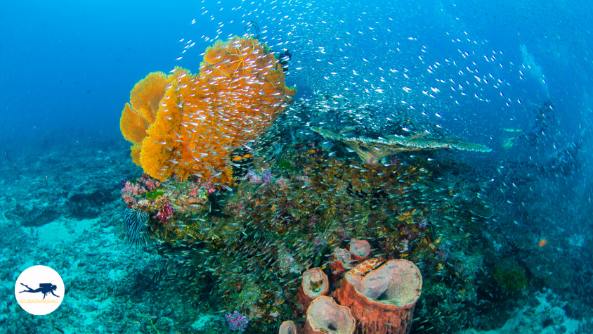 Similan underwater of the adaman sea