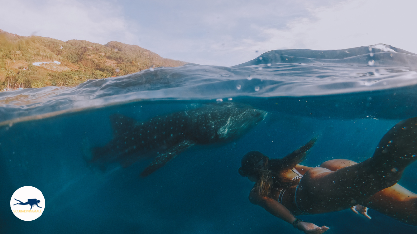 Whale Shark Encounters in Donsol