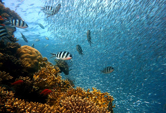 fish, underwater, corals