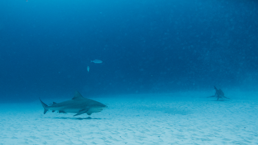 Diving with Bull Sharks in Play del Carmen