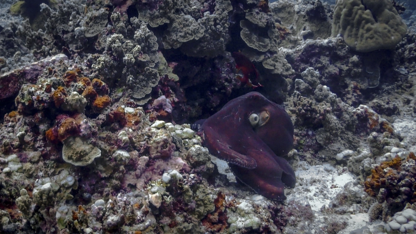 Apo Island 1