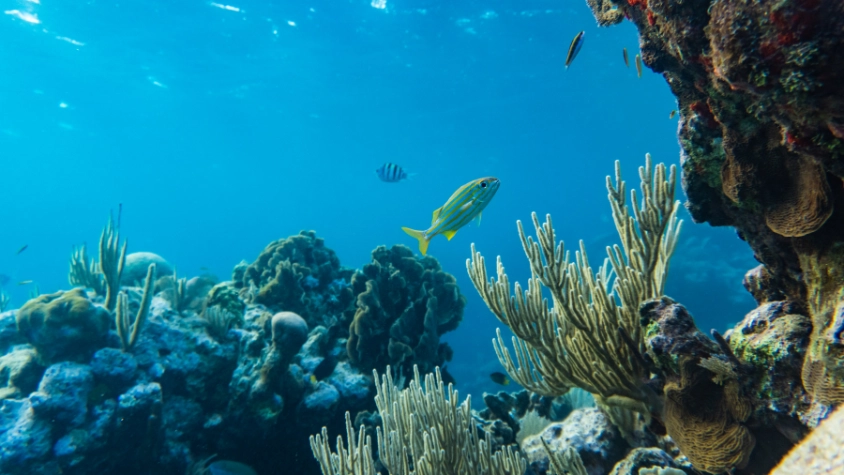 Apo Island 11