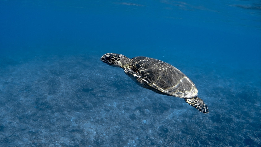 Apo Island 4