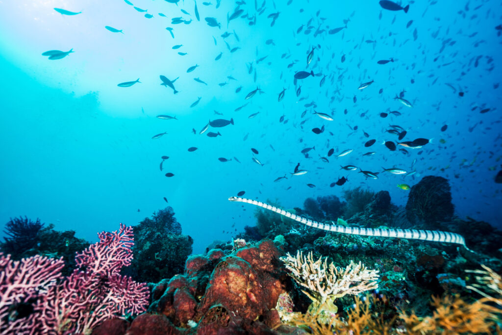 wakatobi Pristine Coral Reefs