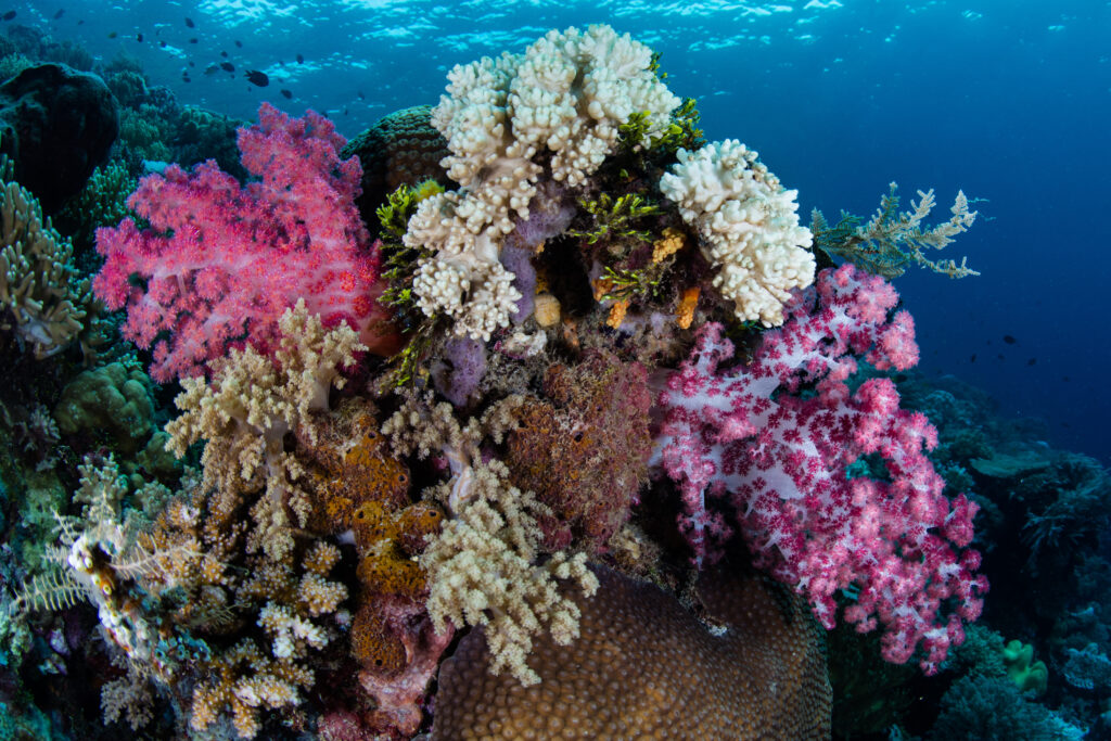 Unmatched Marine Biodiversity when diving in Wakatobi