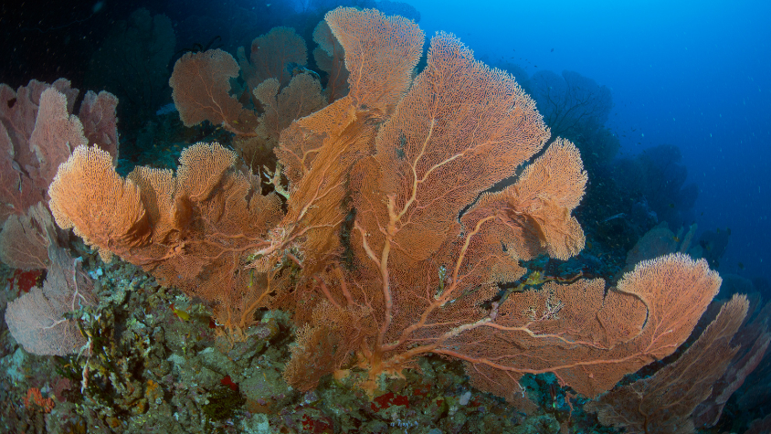 Pulau weh 4