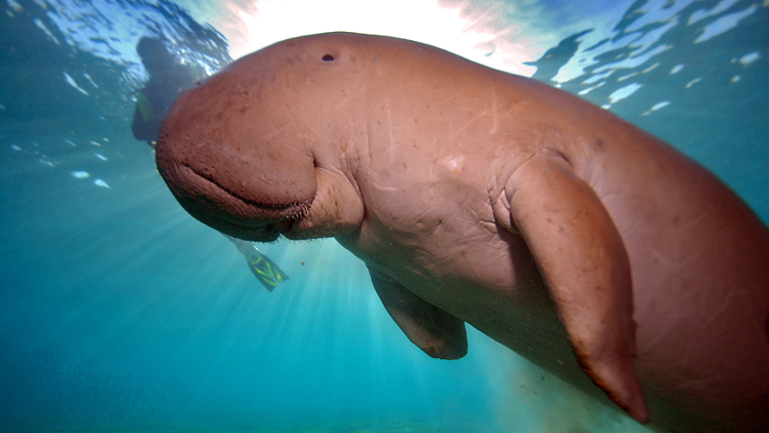 Diving in SPAIN Dugong