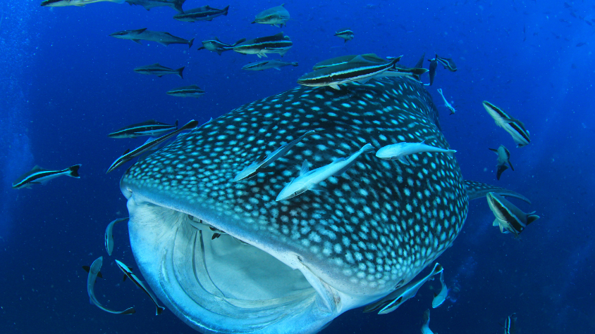 Diving in SPAIN Gentle Whale Shark