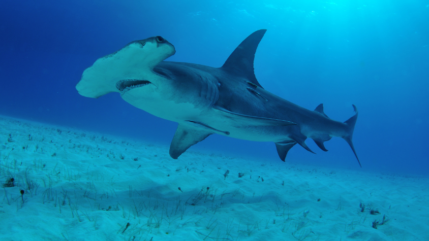 Diving in SPAIN Great hammerhead shark