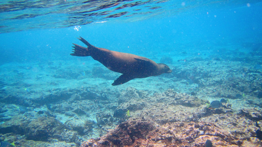 Diving in SPAIN Majestic Lion of the Sea