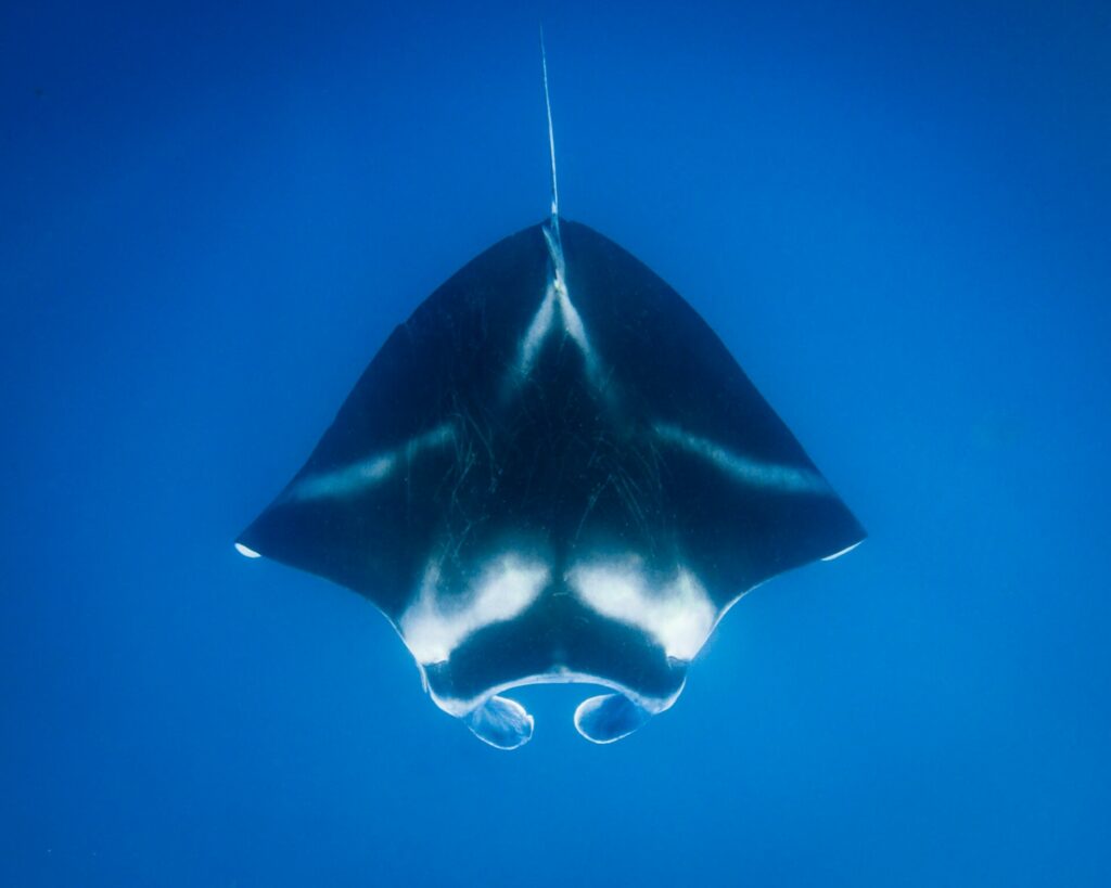 manta rays