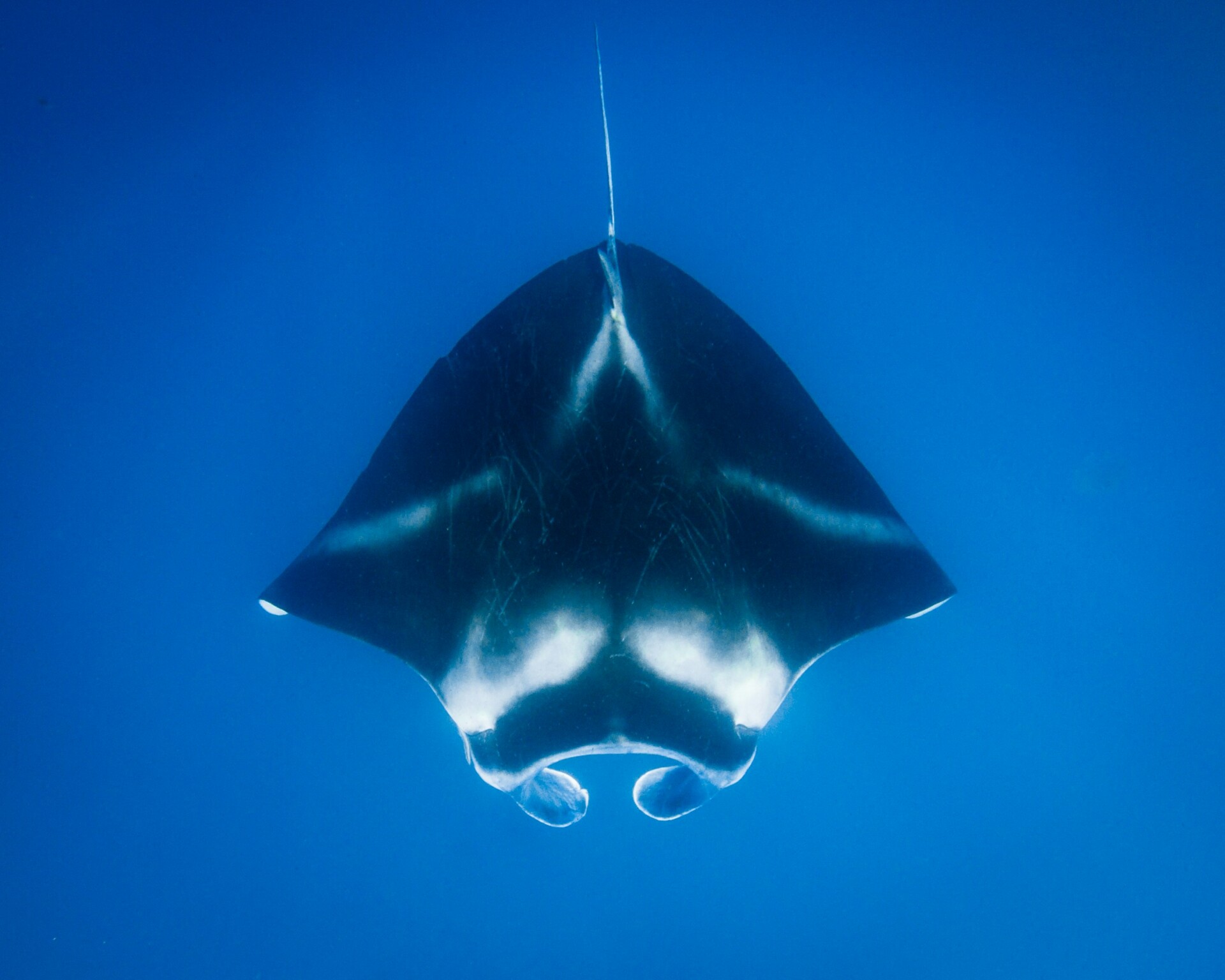 manta rays